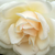 Fehér - Teahibrid rózsa - Grand Mogul